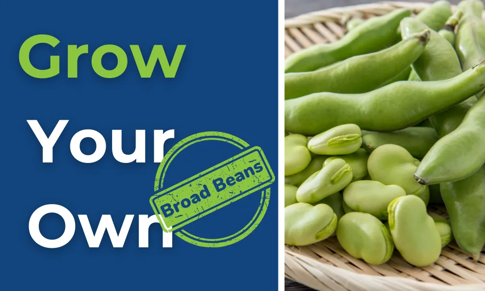 Grow Your Own Broad Beans 🫛